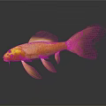Golden Fish with Yellow Head and Golden Body on Gray Background Showing Reflection in Water
