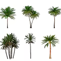 Different Types of Tropical Palm Trees With Various Trunk and Leaf Shapes