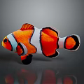 Clownfish Displaying Vibrant Orange And White Striped Body With Black Edges On Gray Background
