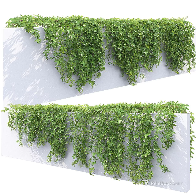 Decorative Green Vines Growing on White Vertical Wall with Hanging Lush Foliage 3d model 