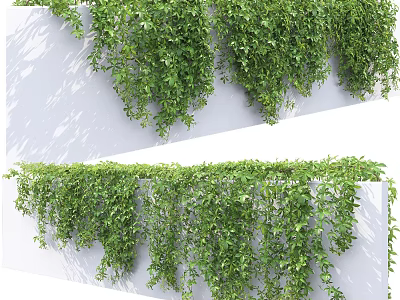 Decorative Green Vines Growing on White Vertical Wall with Hanging Lush Foliage 3d model