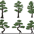 Different Shaped Pine Trees Showcasing Lush Foliage and Distinct Trunk Features 3d model