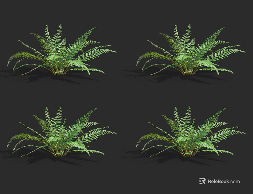Four Detailed Ferns 3D Models on Black Background with Lush Green Foliage 3d model 