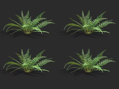 Four Detailed Ferns 3D Models on Black Background with Lush Green Foliage 3d model