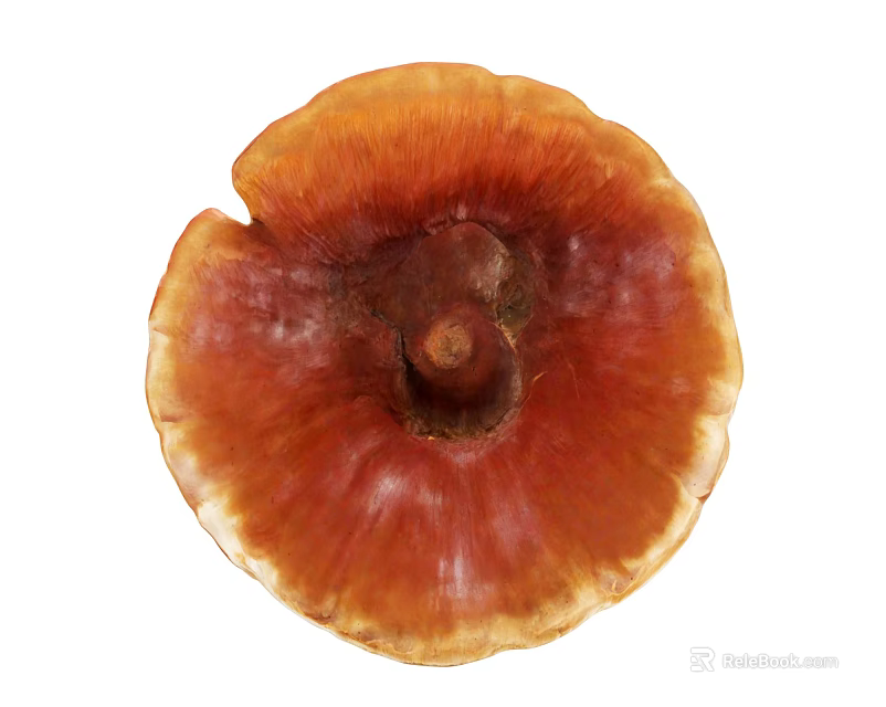 Fresh Organic Ganoderma Mushroom With Vibrant Orange Brown Round Edible Cap 3d model 