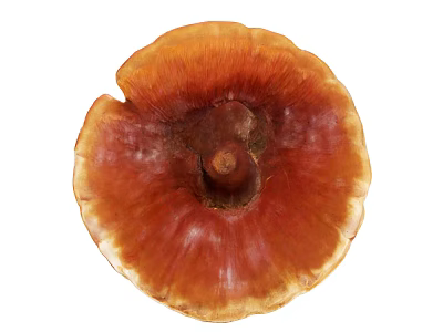 Fresh Organic Ganoderma Mushroom With Vibrant Orange Brown Round Edible Cap 3d model