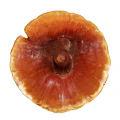 Fresh Organic Ganoderma Mushroom With Vibrant Orange Brown Round Edible Cap