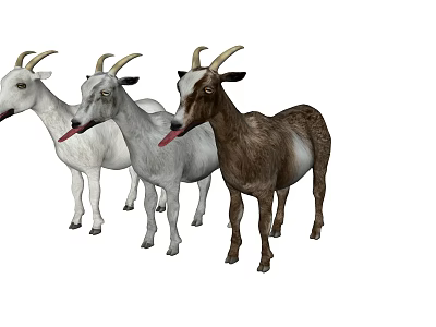 Three Goats With White And Brown Coats Sticking Out Their Tongues 3d model