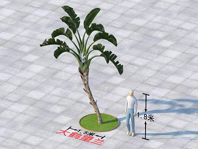 Giant Bird of Paradise Plant Growing 8 Meters Tall in Outdoor Garden Landscape 3d model