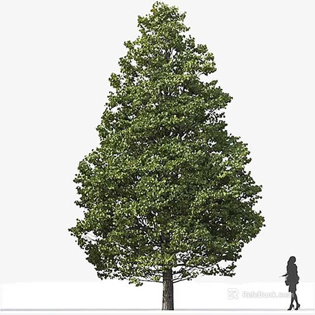 Tall Arbor With Lush Green Foliage In Outdoor Natural Setting And Person Silhouette 3d model 