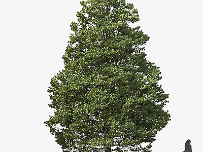 Tall Arbor With Lush Green Foliage In Outdoor Natural Setting And Person Silhouette 3d model