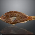 Red Fish With Vibrant Scales And Detailed Texture On Dark Background