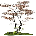 Arbor in Natural Setting with Slender Trunks Red Brown Leaves Green Grass and Stones
