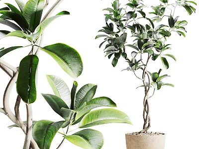Bonsai Potted Plant With Lush Green Leaves And Twisted Trunk In Natural Fiber Pot 3d model