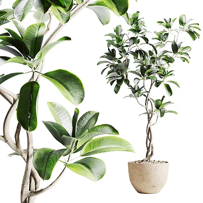 Bonsai Potted Plant With Lush Green Leaves And Twisted Trunk In Natural Fiber Pot 3d model