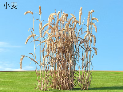 Golden Wheat Ears Standing Tall On Green Grass Under Blue Sky 3d model