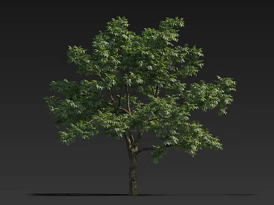 Tree with lush green leaves and tall brown trunk against plain gray background 3d model