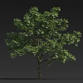 Tree with lush green leaves and tall brown trunk against plain gray background