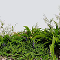 Vibrant Garden Display With Lush Green Leaves White Flowers And Purple Blooms