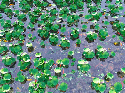Aquatic Plants with Lush Green Leaves Floating Gracefully on Water Surface 3d model