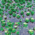 Aquatic Plants with Lush Green Leaves Floating Gracefully on Water Surface