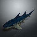 shark great white shark whale shark hammerhead shark tiger head shark man-eating shark blue shark coral red coral white coral 3d model