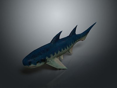 shark great white shark whale shark hammerhead shark tiger head shark man-eating shark blue shark coral red coral white coral 3d model