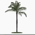 Single Tall Arbor with Green Lush Leaves Straight Trunk and Grass Base on White Background