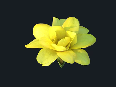 Vibrant Yellow Flower With Beautiful Petals Isolated On Black Background 3d model