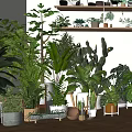 Stylish Indoor Bonsai Potted Plants Display With Shelves And Various Greenery