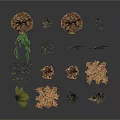 Various Types of Dried Plants with Leaves Branches and Natural Forms