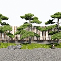 New Chinese Pine Lohan Pine Black Pine Courtyard Sick Stone 3d model