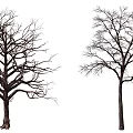 Multiple Leafless Trees With Various Branch Shapes Isolated On White Background