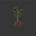 Two Trees With Visible Roots And Green Leaves On Gray Background 3d model