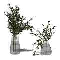 Two Transparent Glass Vases With Green Leafy Plants And Water For Home Decoration