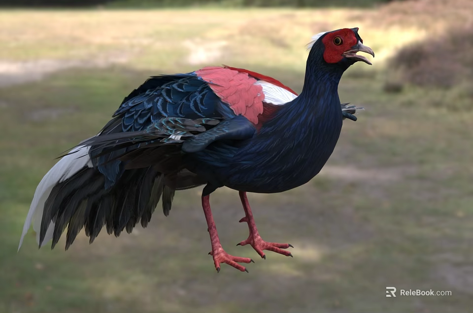Colorful Bird With Red Head Black Body And Red White Wings In Natural Habitat 3d model 