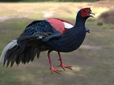 Colorful Bird With Red Head Black Body And Red White Wings In Natural Habitat 3d model
