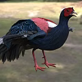 Colorful Bird With Red Head Black Body And Red White Wings In Natural Habitat