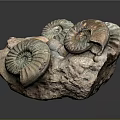 Ancient Ammonite Fossils With Detailed Spiral Shells Preserved On Natural Rock Formation