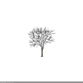 Deciduous Tree with Bare Branches and Sturdy Trunk on Black Background 3d model
