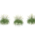 Three Green Feathery Grasses Arranged In A Row On White Background 3d model