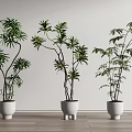 Potted Bonsai Plants with Green Foliage in Various Shaped White Pots on Wooden Floor