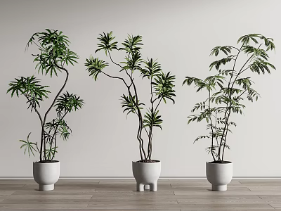 Potted Bonsai Plants with Green Foliage in Various Shaped White Pots on Wooden Floor 3d model