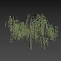 Lush Green Willow Tree With Drooping Branches Isolated On Black Background 3d model