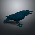 Blue Crow A Stunning Flying Animal Standing On Dark Gray Background