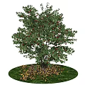 Modern Fruit Trees Landscape Trees Cherry Trees Courtyard Fruit Trees 3d model