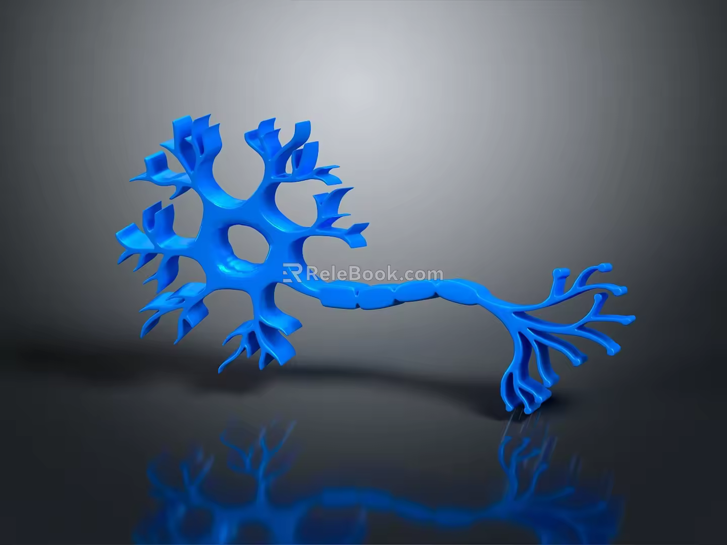 neuron nerve cell nerve terminal 3d model