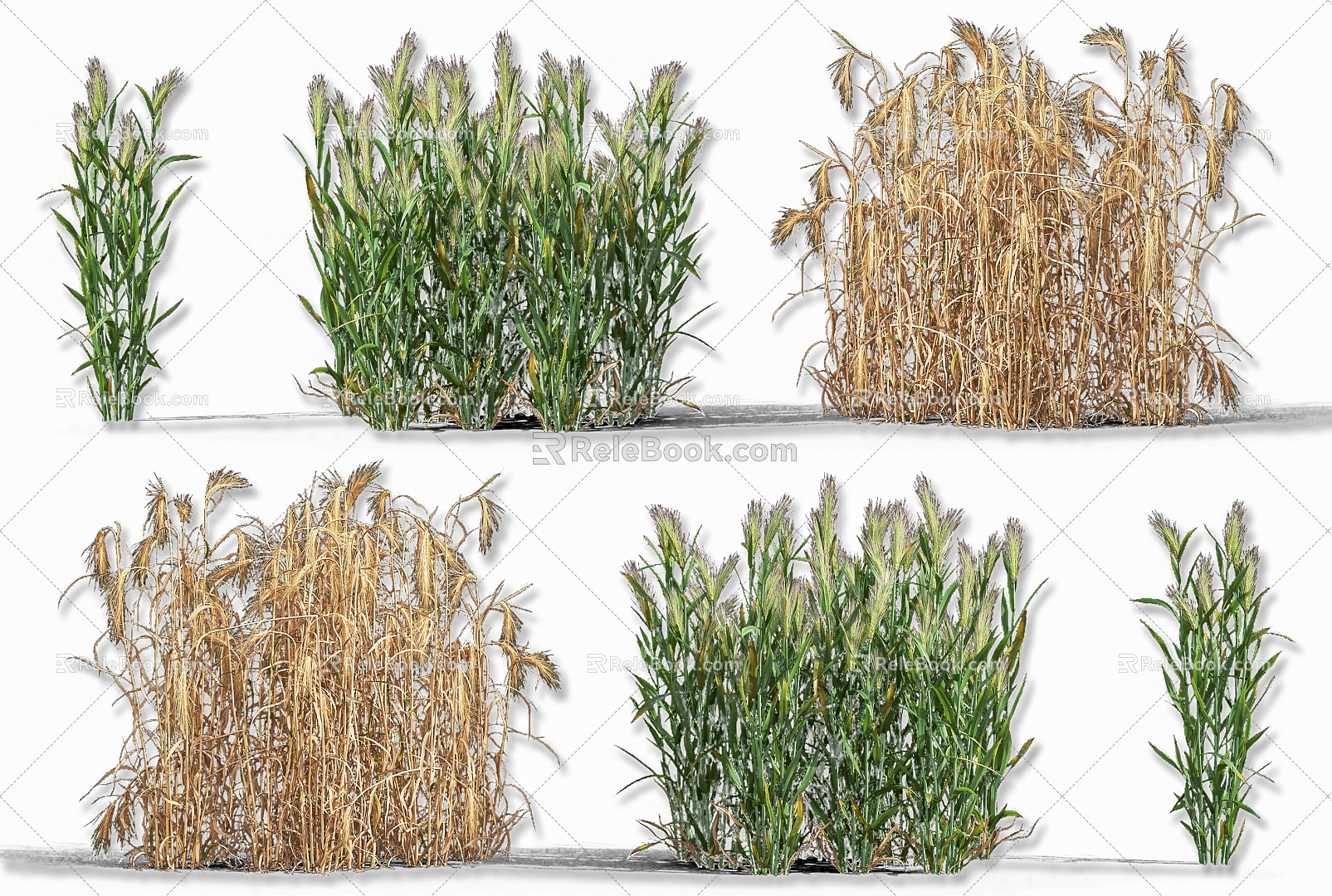 wheat barley crop plant highland barley wheat spike crop plant crop wheat seed sorghum rice crop seedling plant 3d model