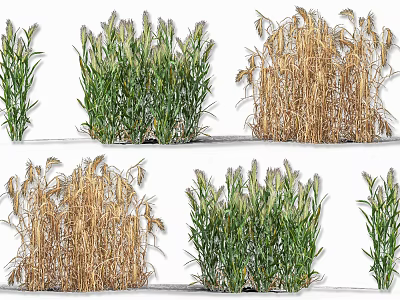 Healthy Wheat Plants Showing Different Growth Stages With Green And Golden Yellow Foliage 3d model