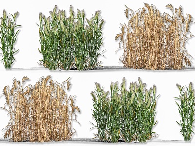 wheat barley crop plant highland barley wheat spike crop plant crop wheat seed sorghum rice crop seedling plant 3d model